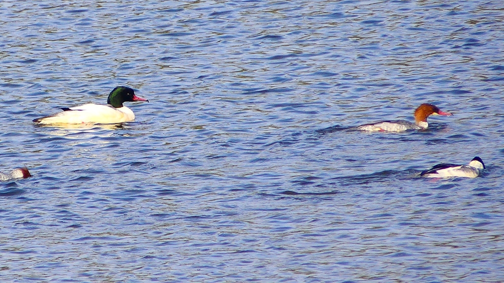 P2410468：カワアイサ