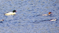 P2410468：カワアイサ