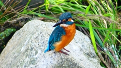 P2320760：カワセミ