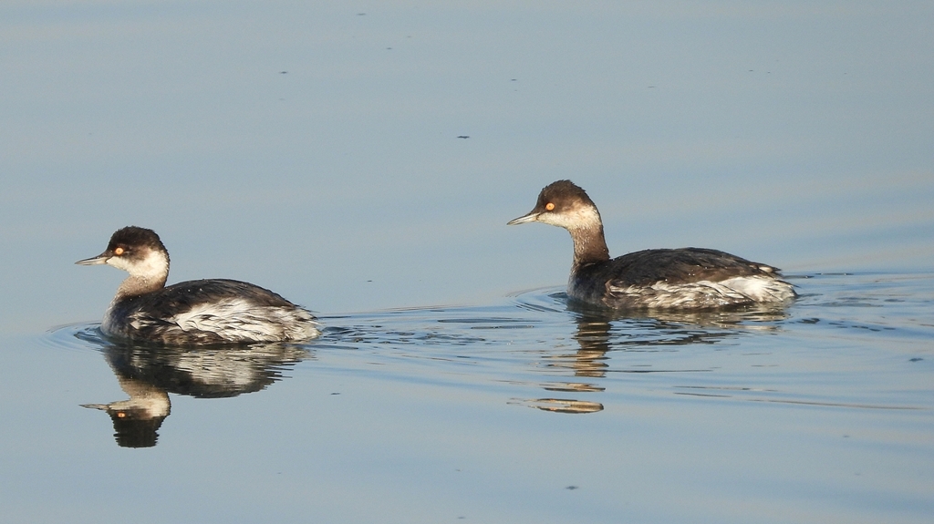④DSCN0439：Ｗハジロカイツブリ