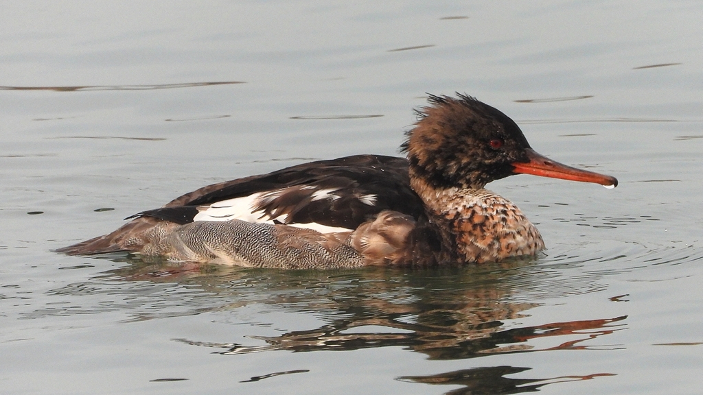 DSCN7193：ウミアイサ