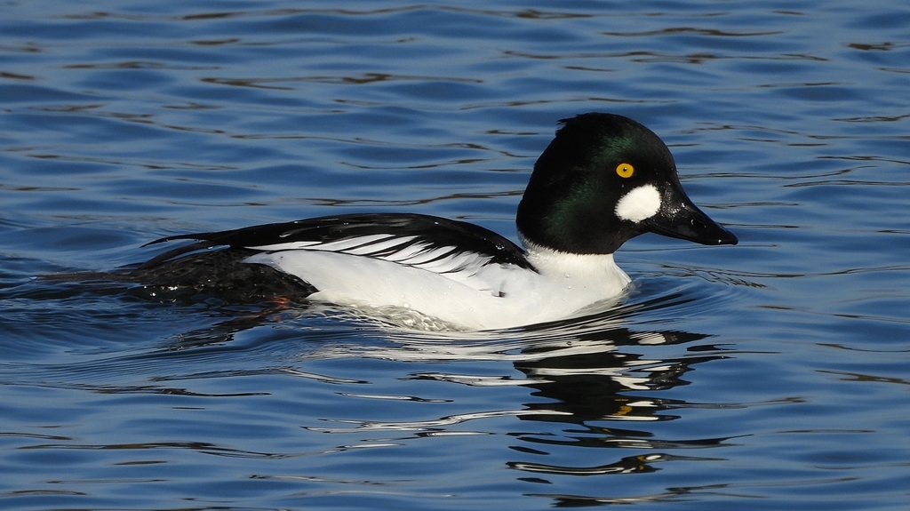 DSCN2664：ホオジロガモ（オス）