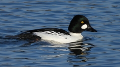 DSCN2664：ホオジロガモ（オス）