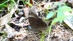 P2250525：クロヒカゲ