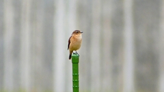 P2260796：ノビタキ