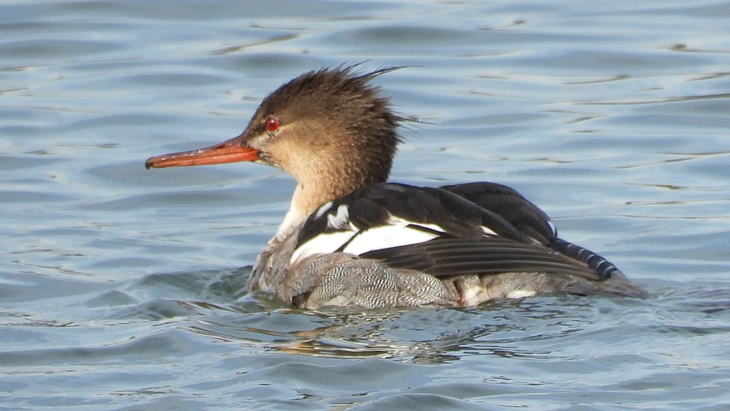 DSCN3238：ウミアイサ（オス）