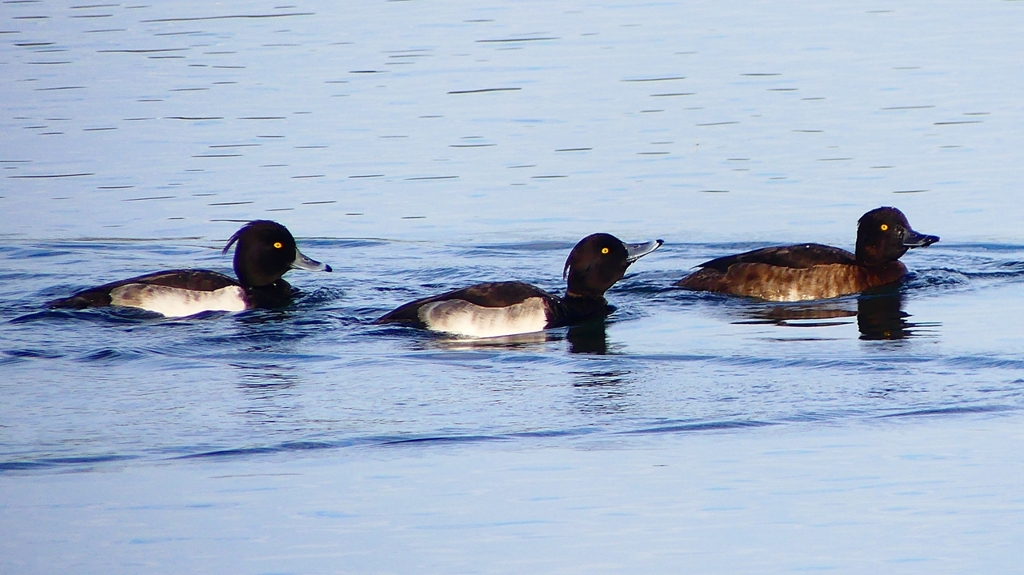 P2360540：キンクロハジロ