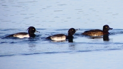 P2360540：キンクロハジロ