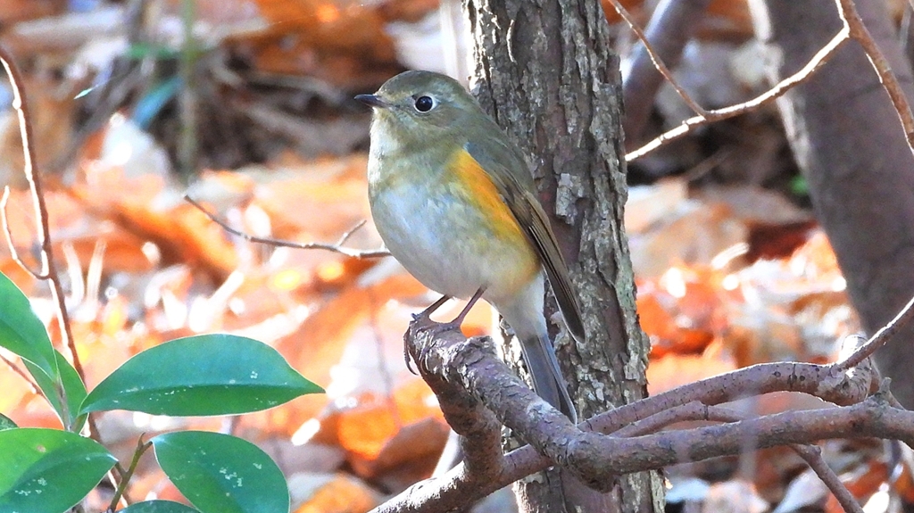 DSCN7126：ルリビタキ（メスタイプ）