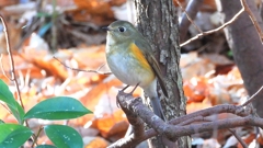 DSCN7126：ルリビタキ（メスタイプ）