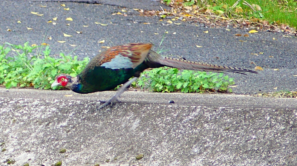 P2280504：キジ（オス若鳥）