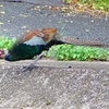 P2280504：キジ（オス若鳥）