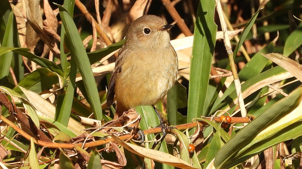 DSCN8120：ジョウビタキ（メス）