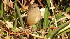 DSCN8120：ジョウビタキ（メス）