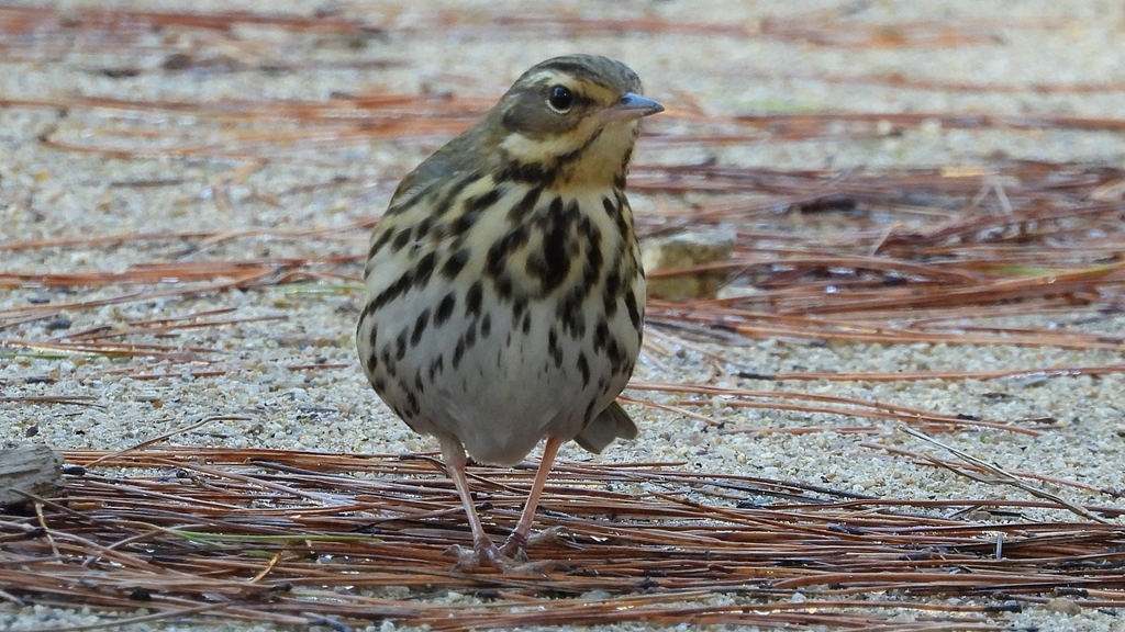 DSCN8239：ビンズイ