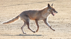 DSCN6736：キツネ