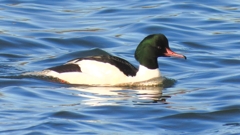 DSCN1401：カワアイサ（オス）