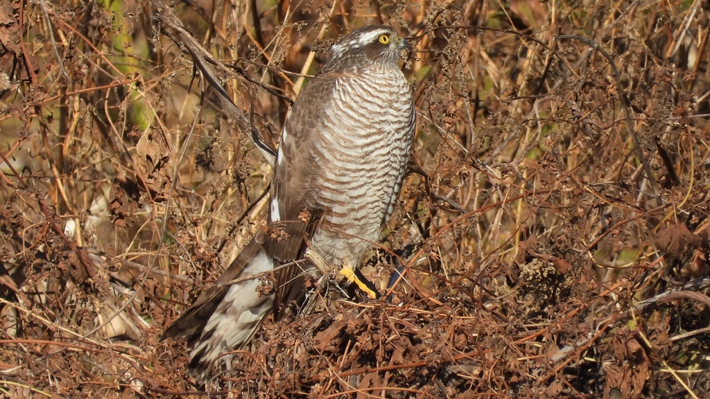 DSCN5482：ハイタカ