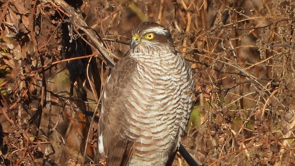 DSCN5423：ハイタカ