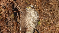 DSCN5423：ハイタカ