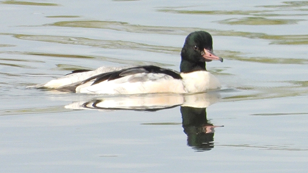 DSCN3082：カワアイサ（オス）