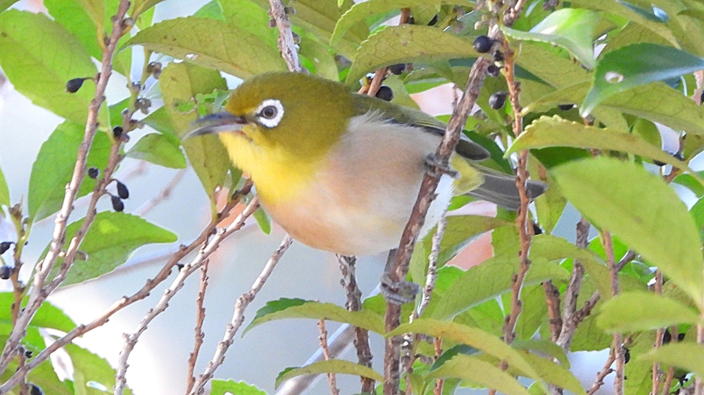 DSCN8304：メジロ