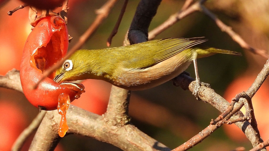 DSCN7664：メジロ