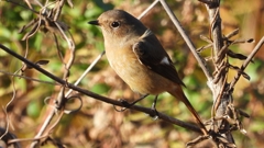 DSCN5445：ジョウビタキ（メス）