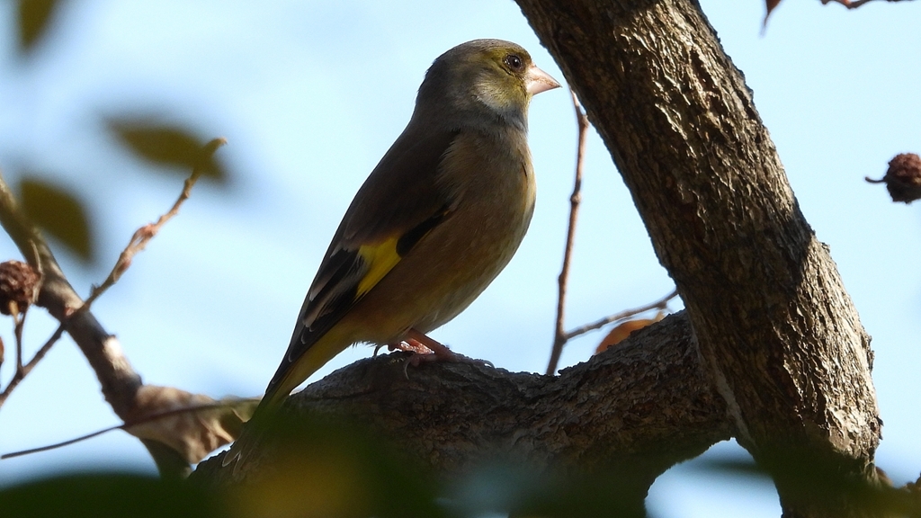 DSCN6301：カワラヒワ