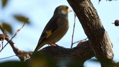 DSCN6301：カワラヒワ