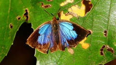 P2400541：ムラサキシジミ