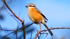 P2360608：モズ（オス）