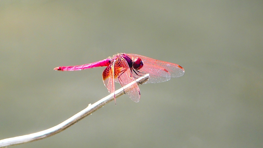 P2290149：ベニトンボ（オス）