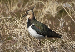 DSCN2736：タゲリ