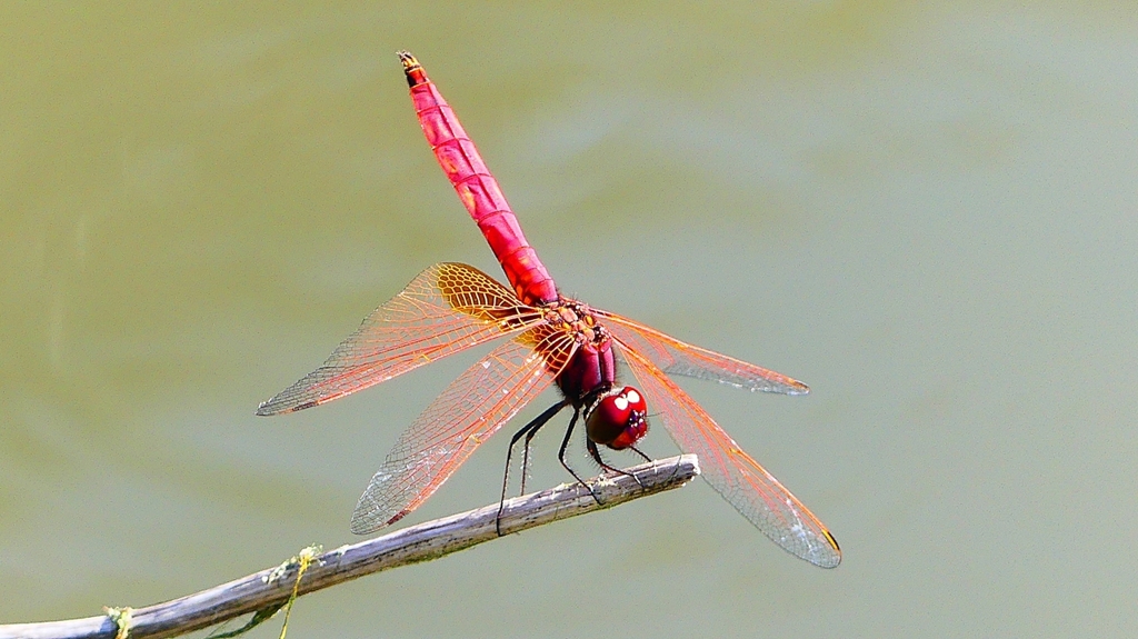 P2300786：ベニトンボ（オス）