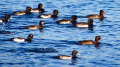 P2380144：キンクロハジロ