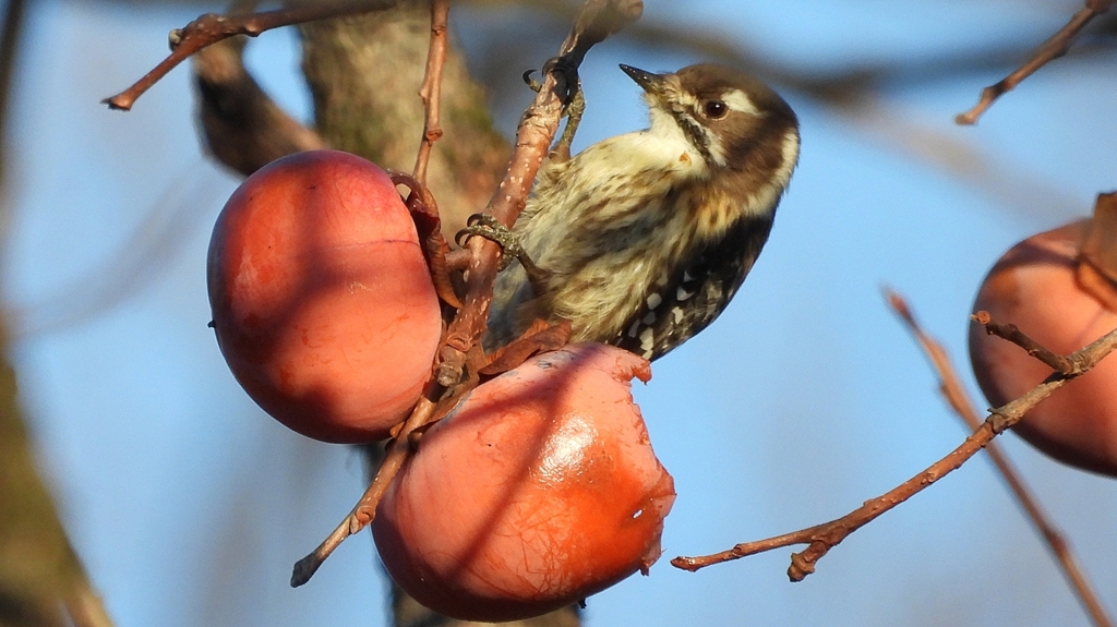 DSCN7657：コゲラ