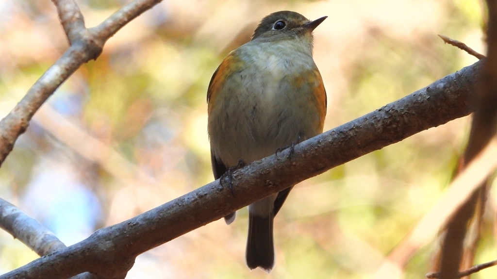 DSCN8094：ルリビタキ（メスタイプ）