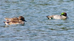 P2360438：ヨシガモ