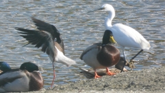 DSCN2187：セイタカシギ他