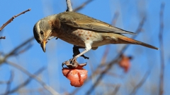 DSCN8858：ハチジョウツグミ