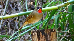 P2310479：ノゴマ（オス