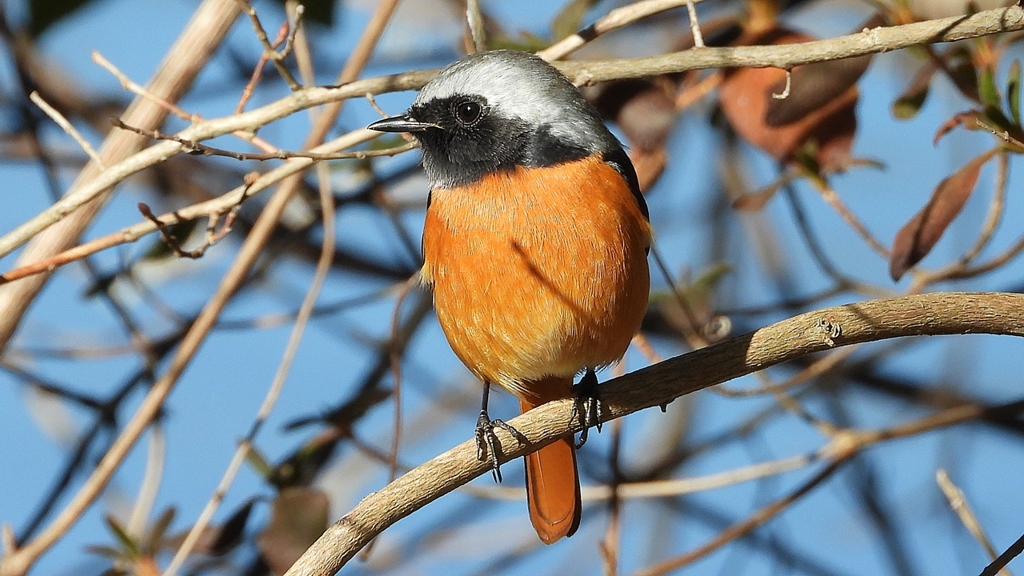 DSCN8385：ジョウビタキ（オス）