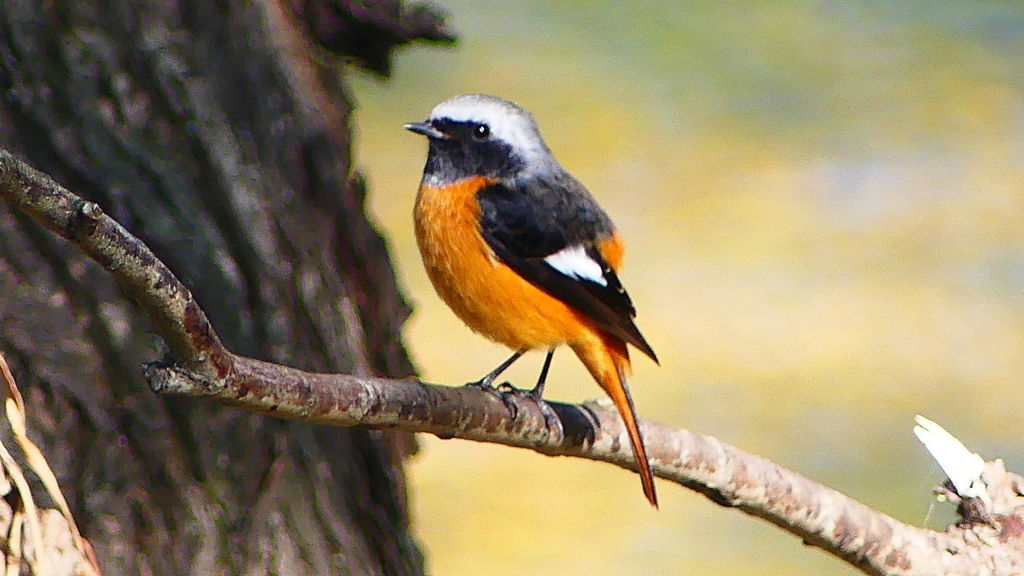 P2320890：ジョウビタキ（オス）