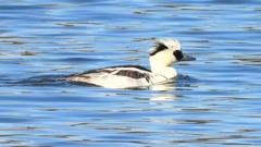 DSCN7063：ミコアイサ（オス）