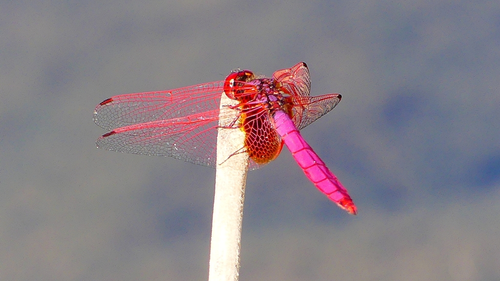 P2270149：ベニトンボ（オス）