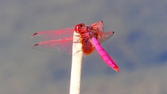 P2270149:ベニトンボ(オス) P2270149:ベニトンボ(オス)