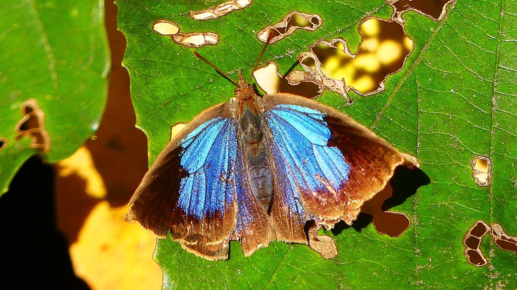 P2400509：ムラサキシジミ