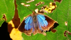 P2400509：ムラサキシジミ