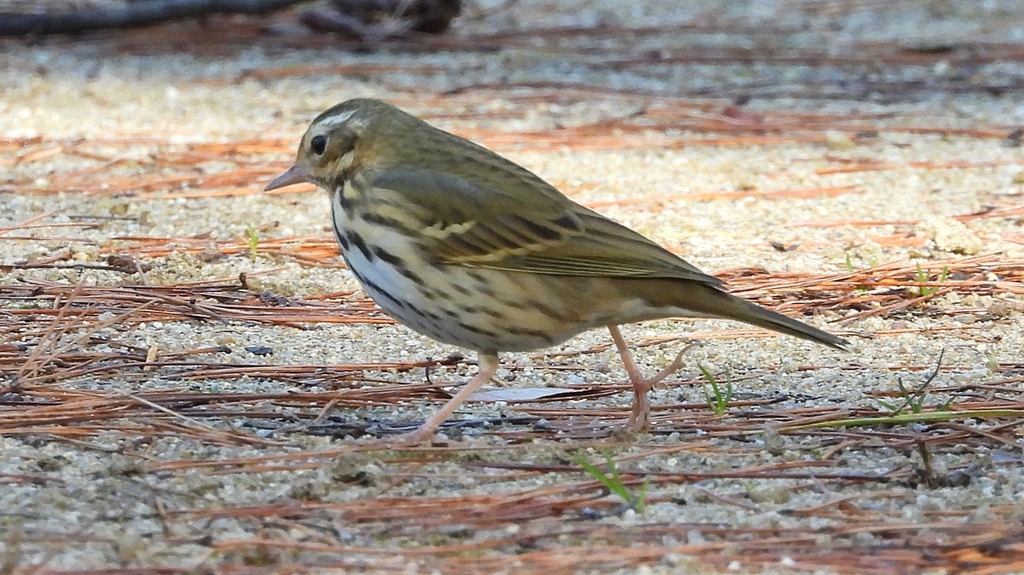 DSCN8216：ビンズイ